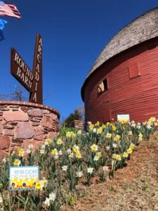 Oklahoma rebloom daffodil garden at the Arcadia Round Barn